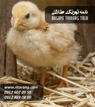 فروش جوجه گوشتی مهر ماکیان